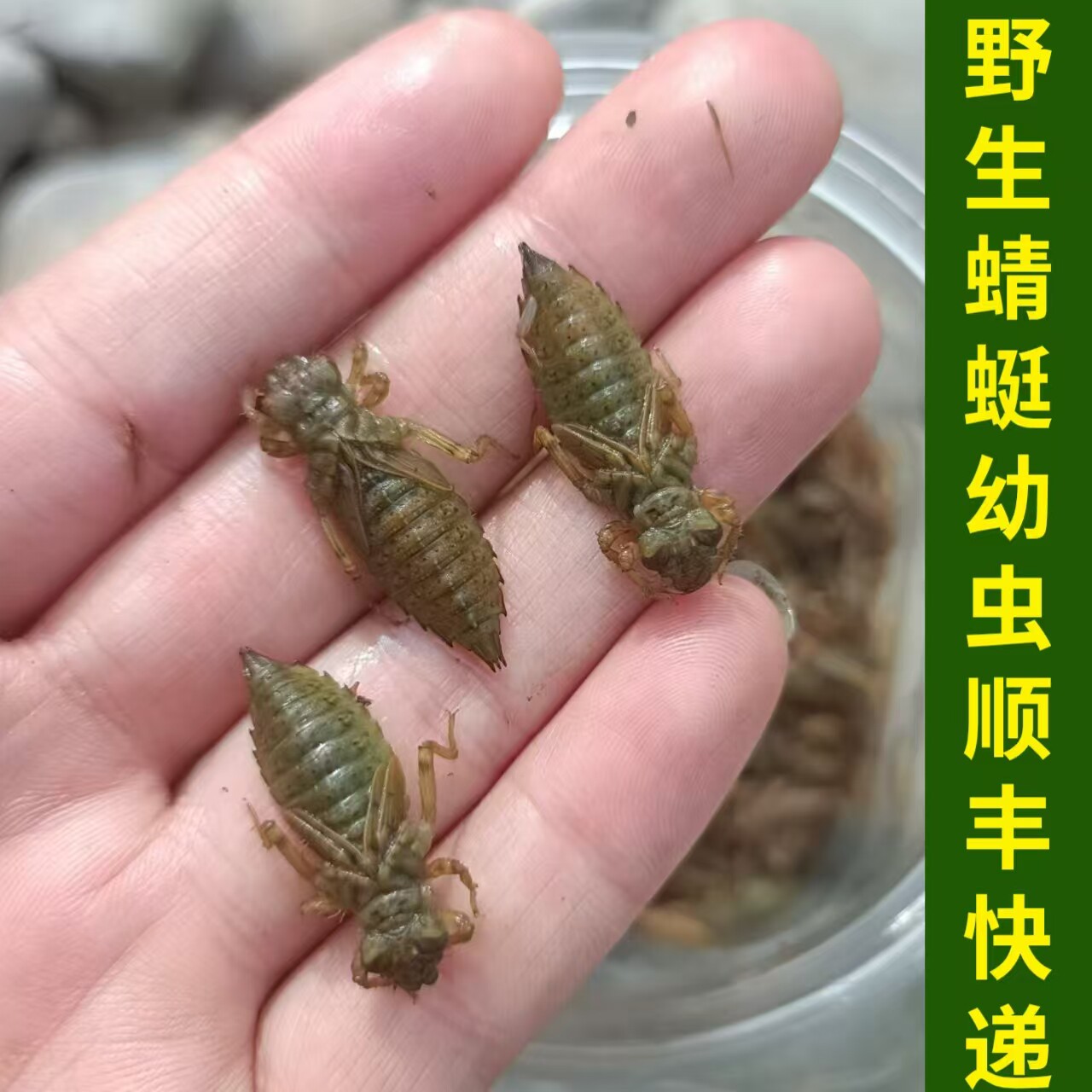 野生水蜻蜓湖南特产水蝎子虾巴虫幼虫水虿新鲜速冻烧烤食用高蛋白
