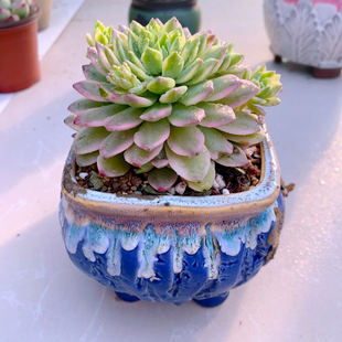 多肉植物Y云南马库斯锦  裸根发9厘米左右