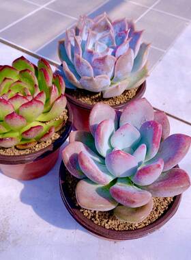 多肉植物保利安娜奥普琳娜露西娜原盆原土10厘米