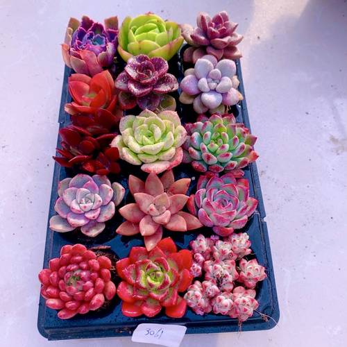 多肉植物    宠粉福利十五颗 含穴盘一套（3到4厘米）