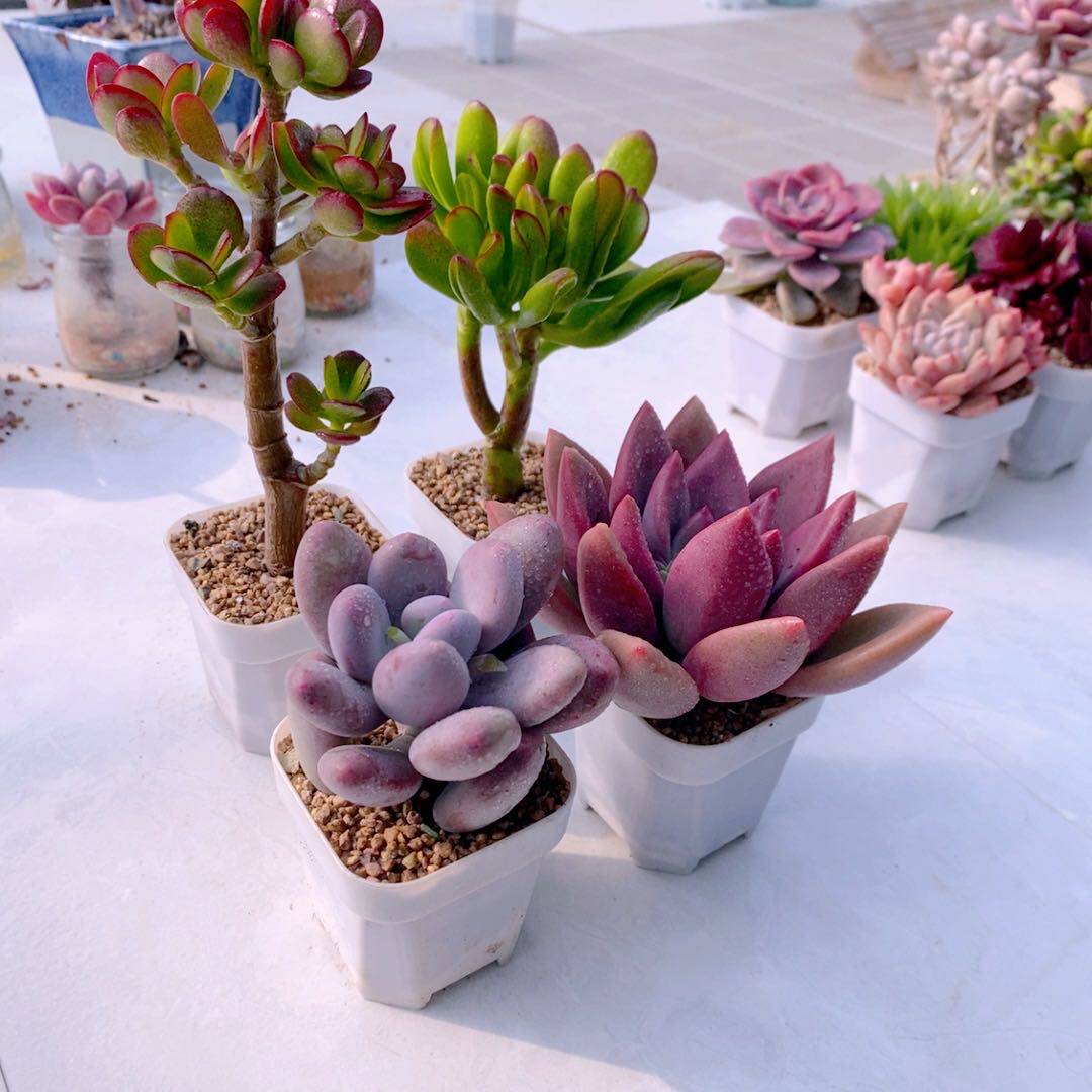 组四姬红花月招财猫桃美人桃花源送盆土32  6厘米左右