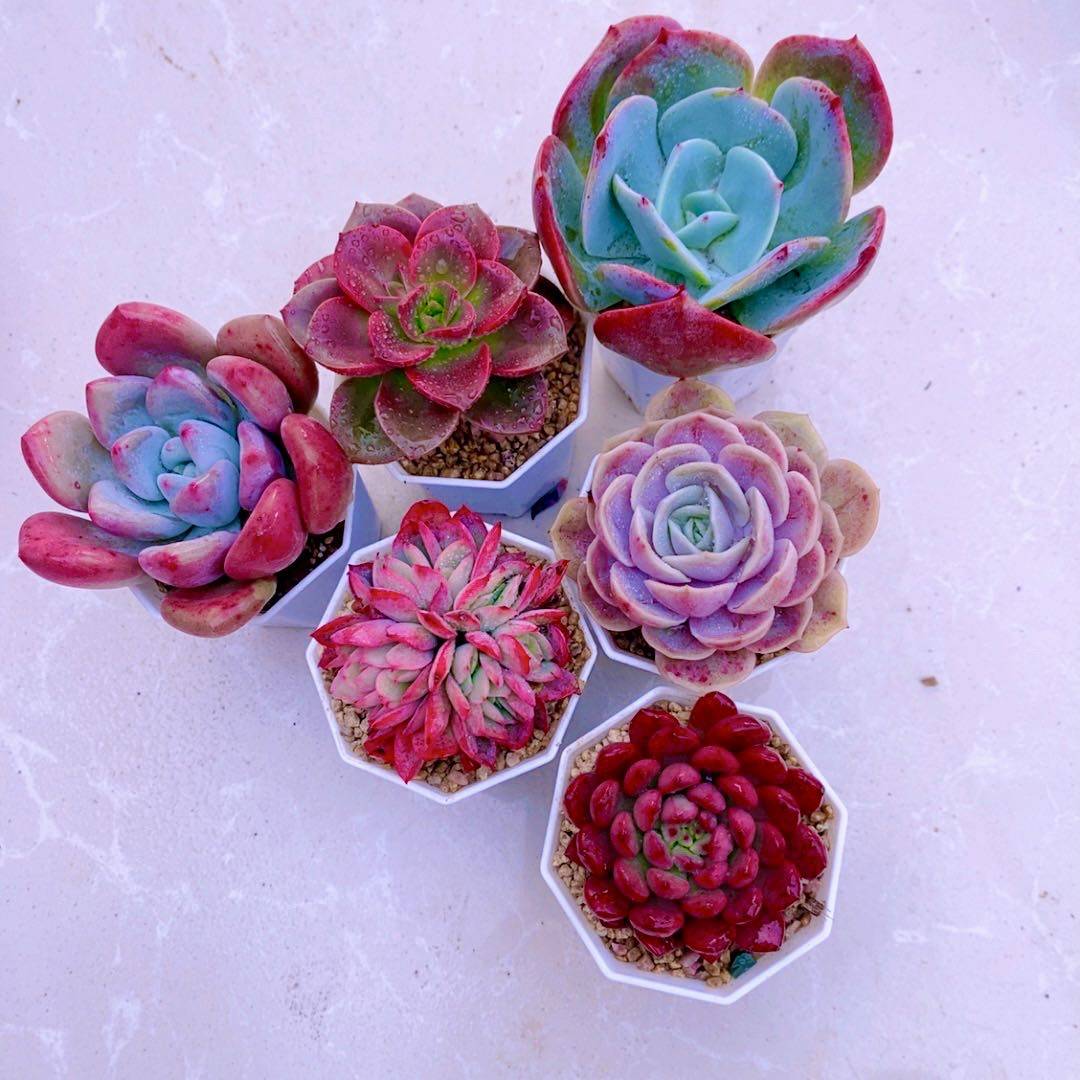 多肉植物  指定六颗 带盆 栽好 6厘米左右,鲜花速递/花卉仿真/绿植园艺,多肉植物,淘宝优惠券,粉丝福利购,淘宝优惠卷