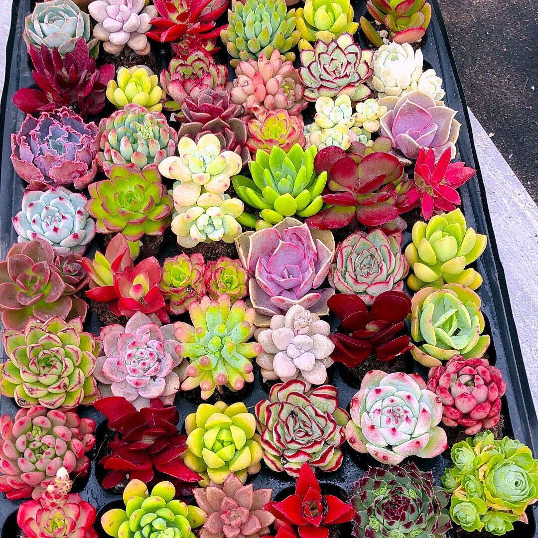 多肉植物20颗品种不重复混发送盆土（3到4厘米）,鲜花速递/花卉仿真/绿植园艺,多肉植物,淘宝优惠券,粉丝福利购,淘宝优惠卷