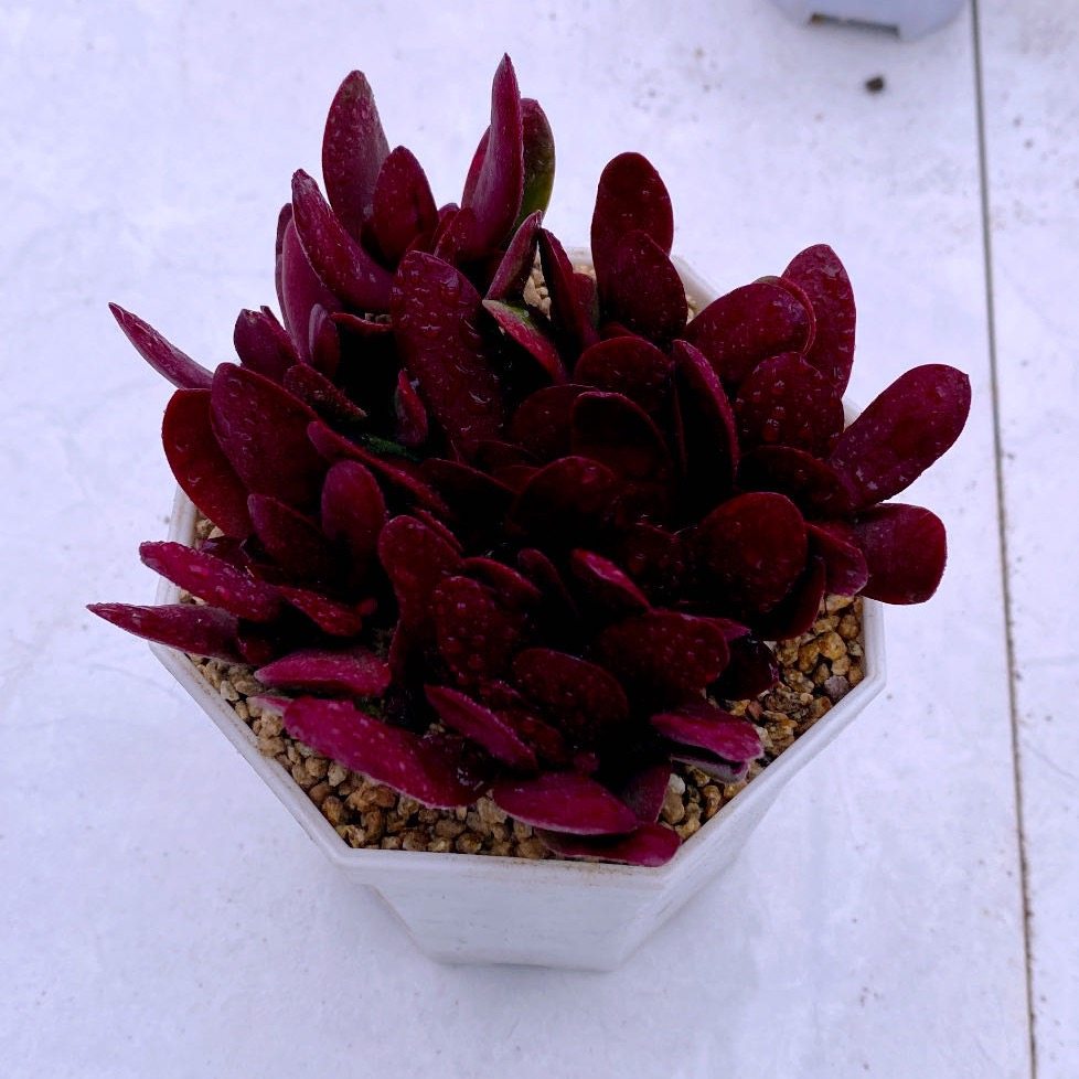 多肉植物组八紫蝶送八角盆土,鲜花速递/花卉仿真/绿植园艺,多肉植物,淘宝优惠券,粉丝福利购,淘宝优惠卷