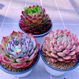 y云南吉娃娃朱砂痣霜花原盆原土  10厘米左右