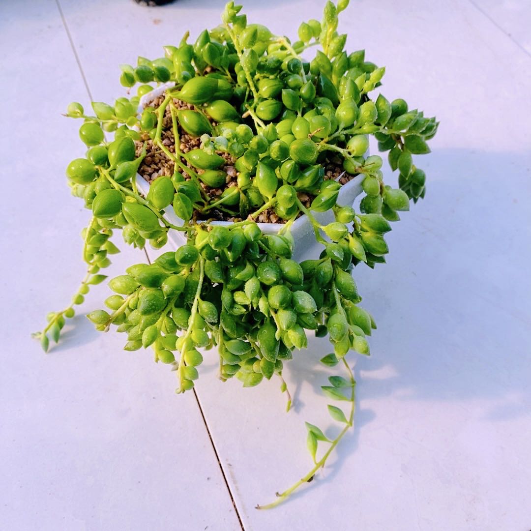多肉植物 情人泪原盆原土  10厘米左右