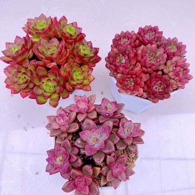 多肉植物组三姬陇月蒂亚红宝石各八颗送八角盆土  3到4厘米左右