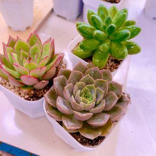 多肉植物组三宝莲灯千代田玫瑰夫人送盆土（5厘米左右）