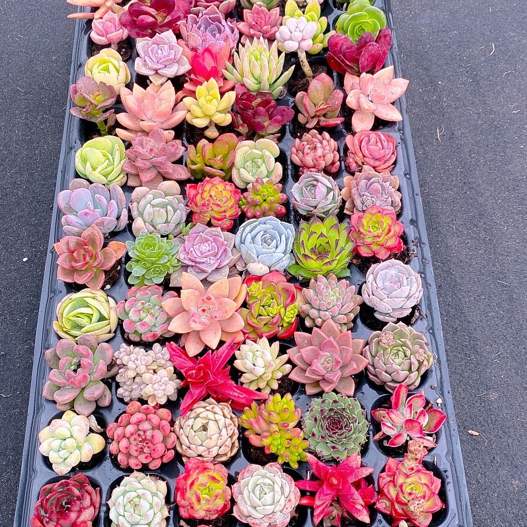 多肉植物组十颗72随机送盆土,鲜花速递/花卉仿真/绿植园艺,多肉植物,淘宝优惠券,粉丝福利购,淘宝优惠卷