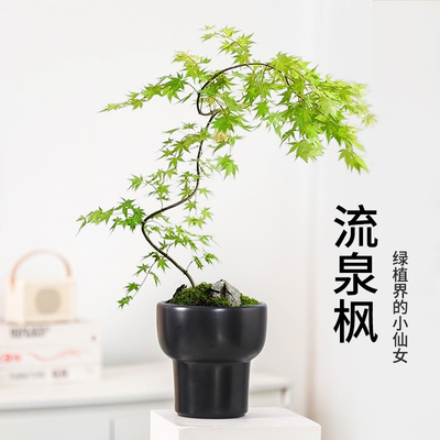 流泉枫陶瓷花盆简约家居客厅装饰摆件打孔透气绿植盆景盆办公造景