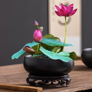 简约碗莲专用花盆水培器皿大口径陶瓷水养莲花绿植盆缸家用带托盘
