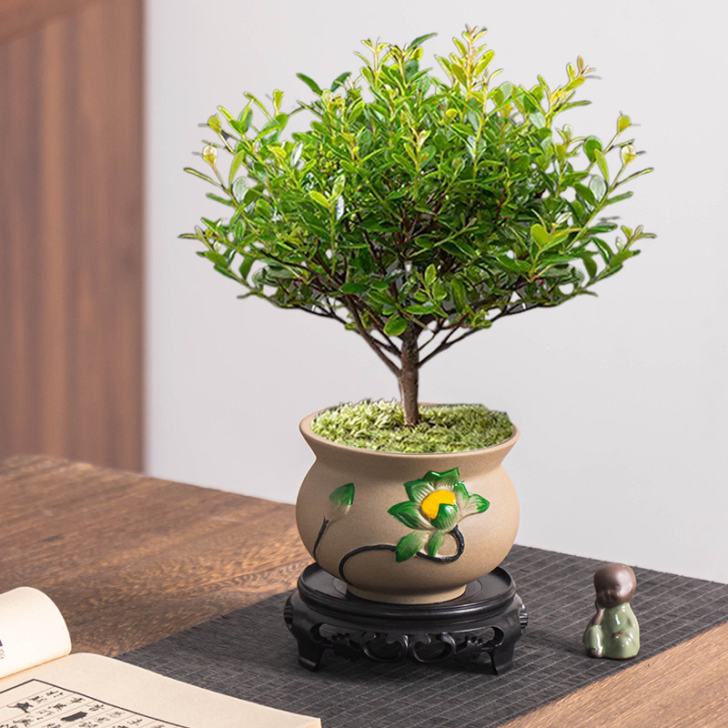 粗陶复古花盆创意中式小叶赤楠菩提树简约塑料托陶瓷透气小盆栽盆图片