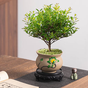 粗陶复古花盆创意中式小叶赤楠菩提树简约塑料托陶瓷透气小盆栽盆