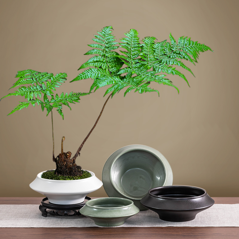 陶瓷中式水培器皿苔藓球托盘蕨类绿植专用花盆禅意客厅桌面摆件