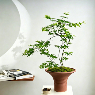 陶瓷花盆流泉枫绿植盆桌面盆景摆件中式禅意花盆家用玄关家居装饰