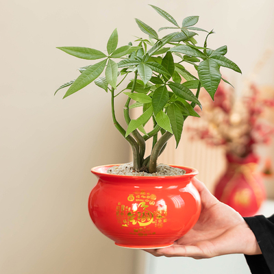 中国红发财树花盆吉祥如意大口径家用客厅绿植盆栽陶瓷摆件带托