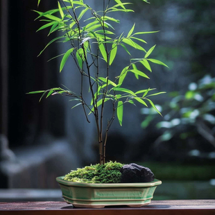 陶瓷花盆绿竹专用花盆室内绿植禅意造景桌面摆件盆中式 冰裂陶瓷盆
