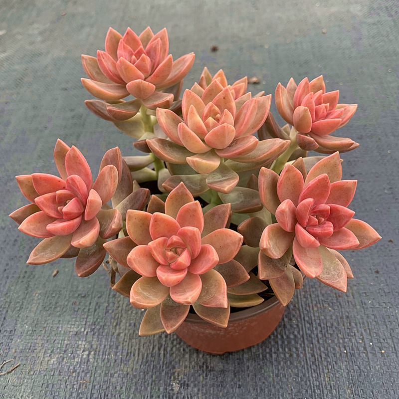 翰林苑 果冻红布丁多肉伪群生带盆栽好绿植花卉盆栽一单包邮