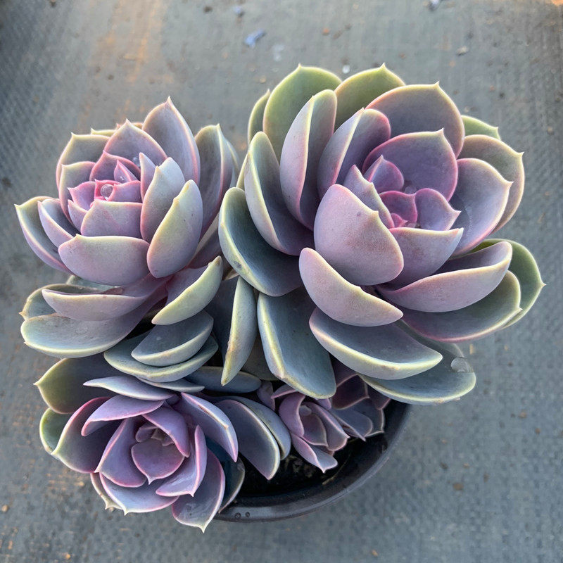 茗居园艺 紫珍珠多肉植物 实物拍摄 群生木质化老桩 所见所得