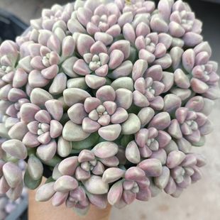 翰林苑 丸叶姬秋丽多肉植物 新手好养 精品丸叶姬秋丽 室外 清仓