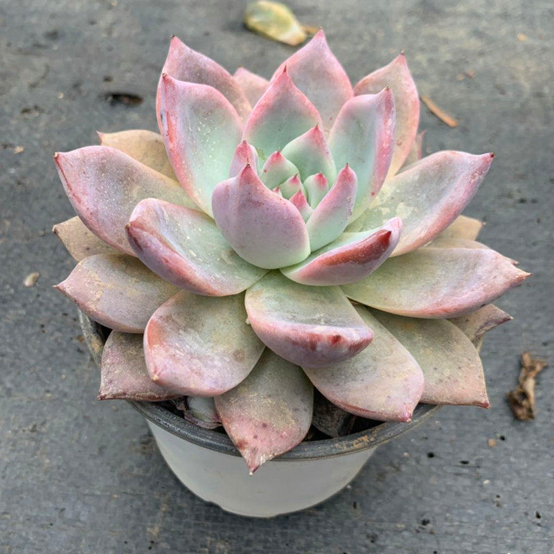 茗居 野卡 原始卡罗拉 多肉 多肉植物 12厘米盆 紫卡多肉绿植花卉