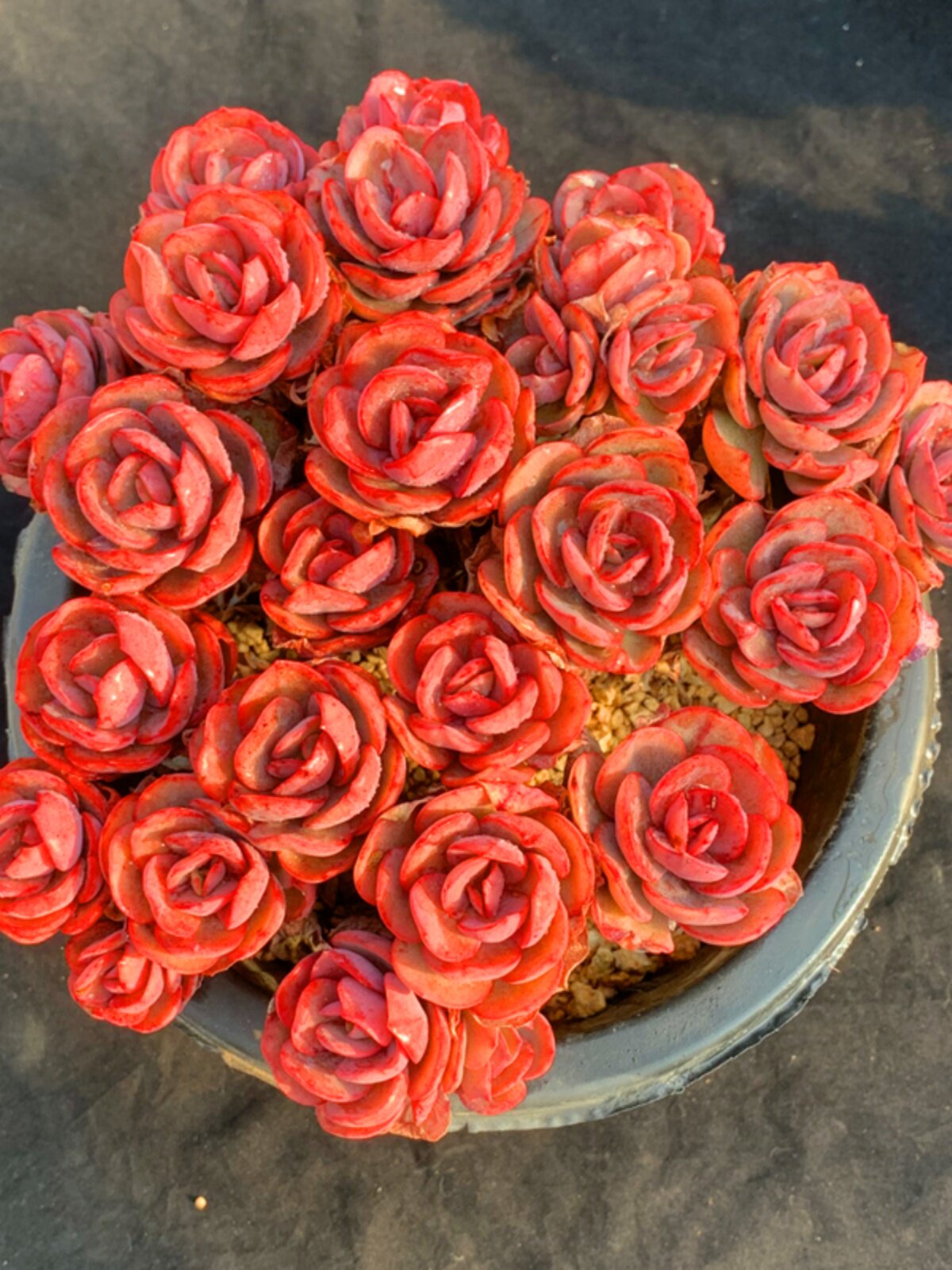 茗居 秀妍群生 红色玫瑰新绿盆栽防辐射 秀岩 多肉植物 萌肉发货