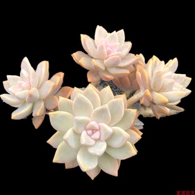 茗居园艺淡雪多头多肉植物易养易爆头老超萌肉桩组合盆栽办公 虎窝淘