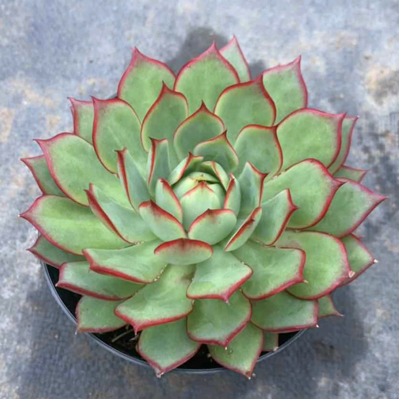 茗居园艺 宝莲灯多肉植物 实物拍摄 群生木质化老桩 所见所得