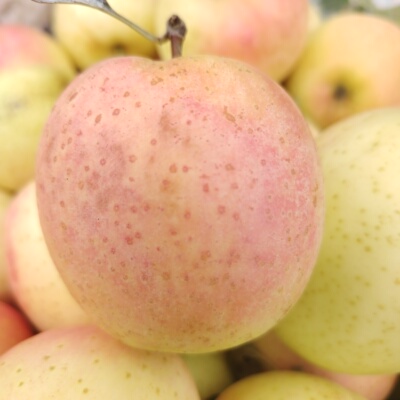 脆甜大连王林苹果性价高