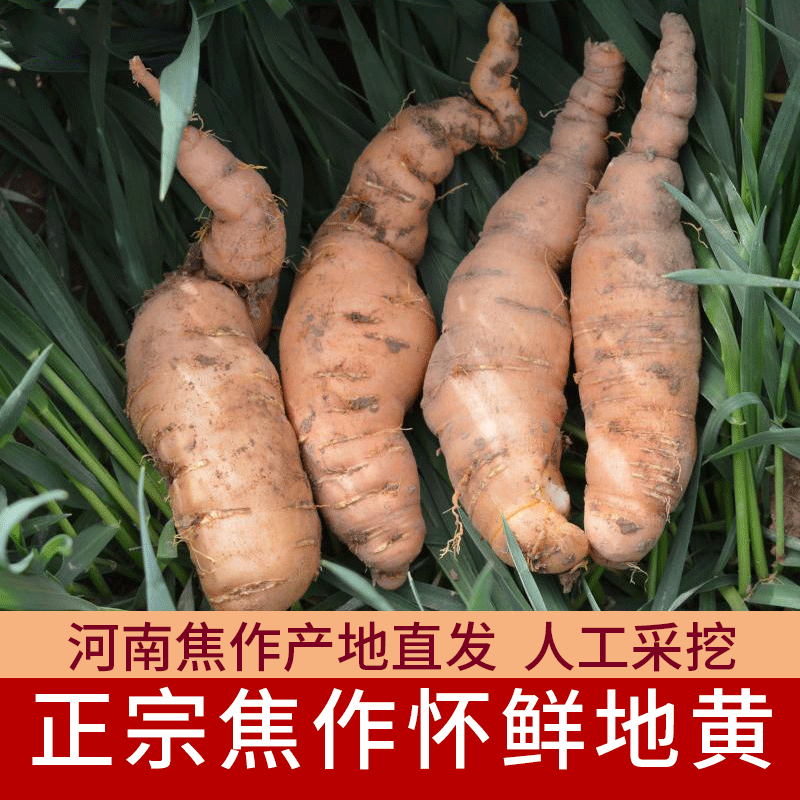 鲜地黄大果正宗河南焦作新鲜怀生地黄现挖现发中药材非野生500g