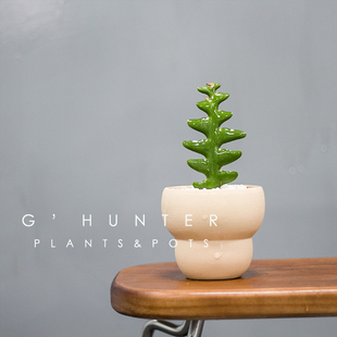 绿色捕手 鱼骨令箭植物盆栽 创意绿植 耐旱耐阴 锯齿昙花仙人掌科