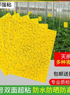 黄色蚜虫诱虫蝇板家用蓟马园林粘性客厅植物沾虫板花圃家里果蝇粘