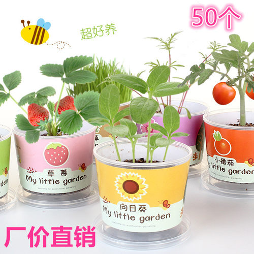 儿童种植小盆栽厂价直销批发包邮