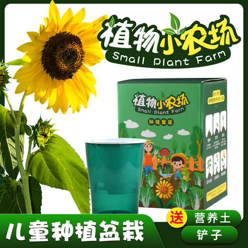 幼儿园种植盆栽植物趣味桌面草莓