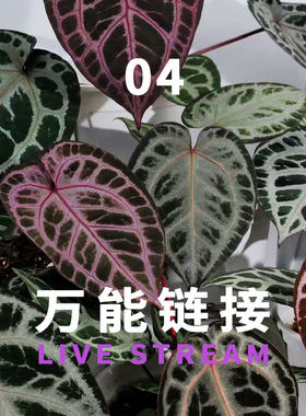 万能链接