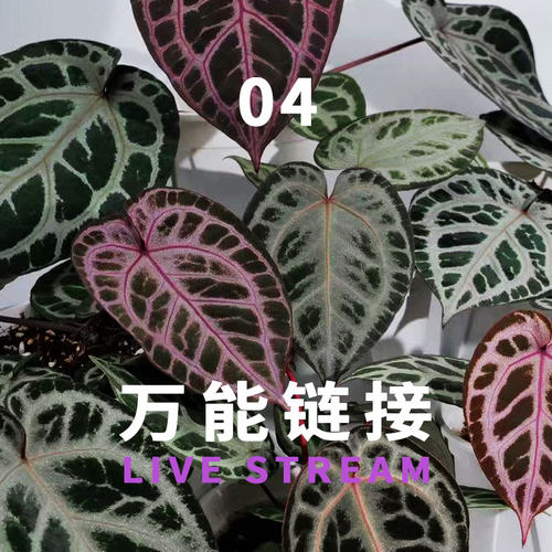 万能链接