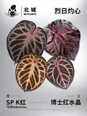 20:00 K红杂红水晶