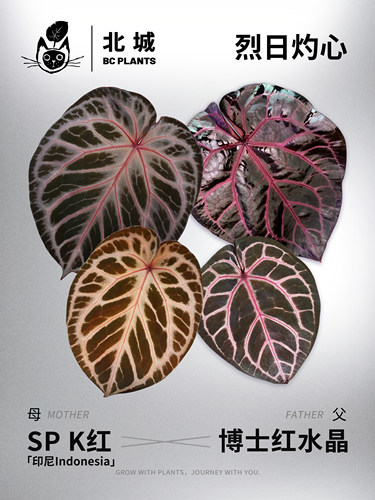 21:30 K红杂红水晶
