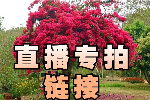 阳台室内室外庭院楼顶庭院三角梅爬藤盆栽