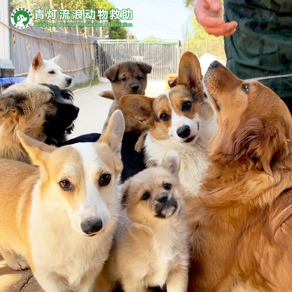 狗狗爱心明信片-支持流浪动物救助