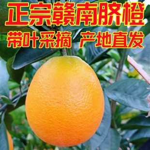 2025年新鲜带叶采摘正宗赣南脐橙江西赣州三百山橙子大果