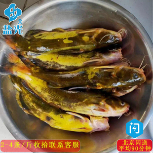 鲜活嘎鱼500g昂刺鱼辣丁鱼淡水鱼下奶 黄刺黄骨鱼垮炖鱼需要收拾