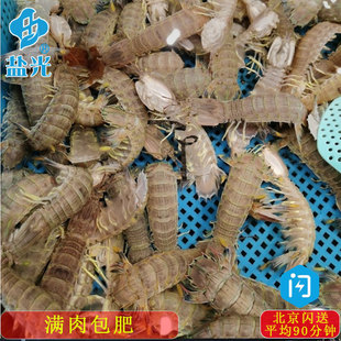 大号鲜活皮皮虾500g虾爬子虾姑琵琶虾公母搭配海鲜北京闪送包活