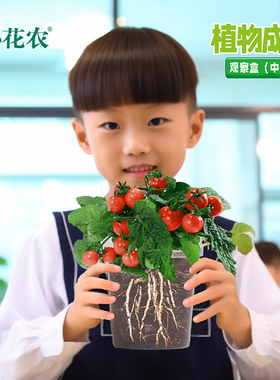 儿童种植根系生长植物盲盒科学观察草莓小花农向日葵盆栽种子发芽