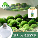 marimo幸福莫海藻球宠物微景观生态瓶办公室水培植物绿球藻营养液