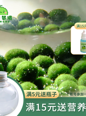 marimo幸福莫海藻球宠物微景观生态瓶办公室水培植物绿球藻营养液