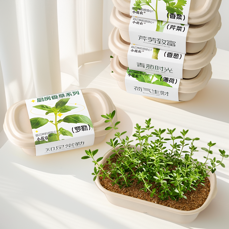 家庭厨房薄荷香草轻食可食用植物种子儿童种植小盆栽小葱香菜观察