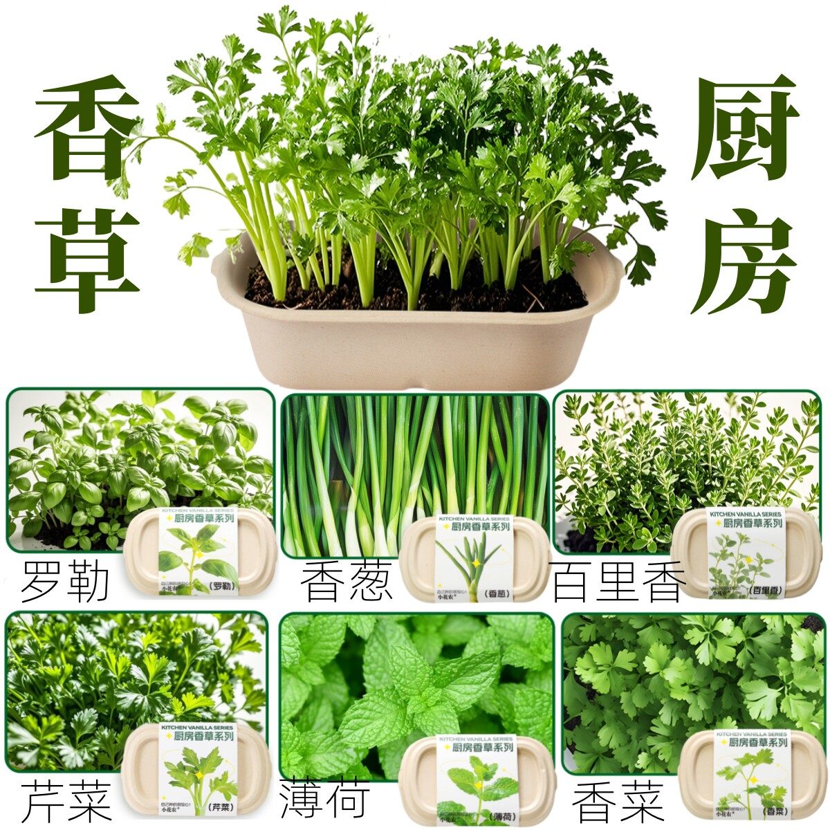 厨房香草薄荷轻食家庭可食用植物种子儿童种植小盆栽小葱香菜观察,鲜花速递/花卉仿真/绿植园艺,种苗/半成品盆栽,淘宝优惠券,粉丝福利购,淘宝优惠卷