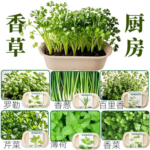 香草香料5款各1个可食用家庭种植