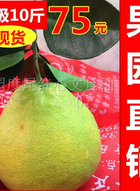 福建度尾红心文旦柚老树特级果